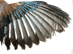 Grey Wing