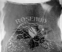 The League of Rosebud